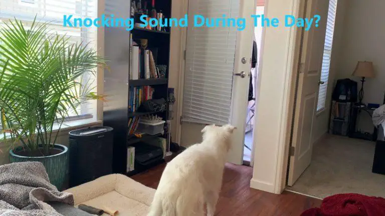 What Animal Makes A Knocking Sound During The Day