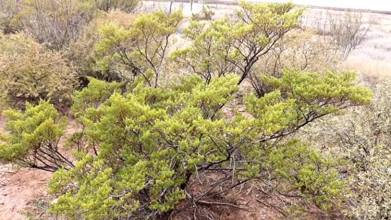 What Type Of Plant Is The Creosote Bush