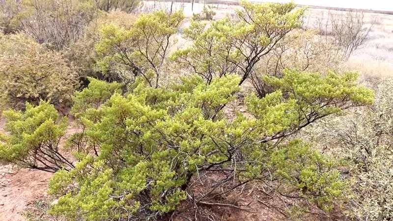 Creosote Bush