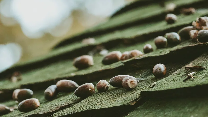 Dealing with Acorns Falling on Your Roof