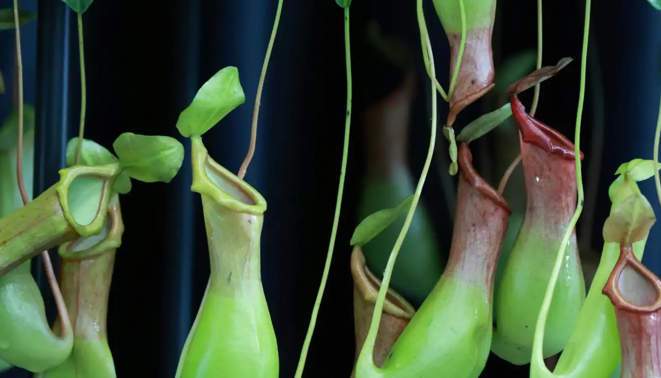 Nepenthes Flower