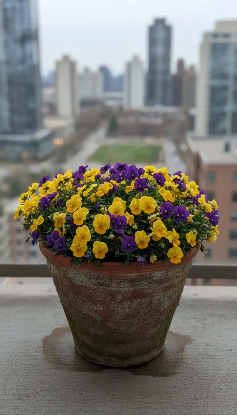Heavy terracotta pot filled with purple and yellow pansies on a balcony