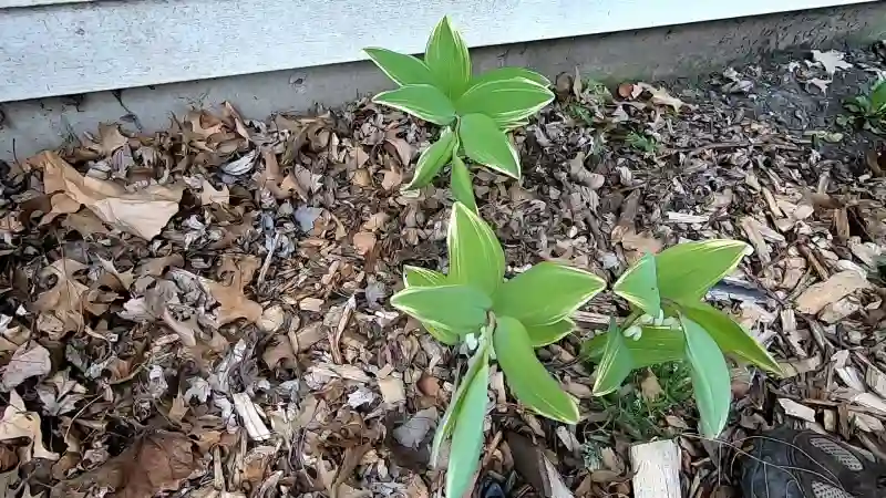 Close-up of a Solomon's seal plant rhizome with several white growth shoots, held over a dark, rich garden soil.
