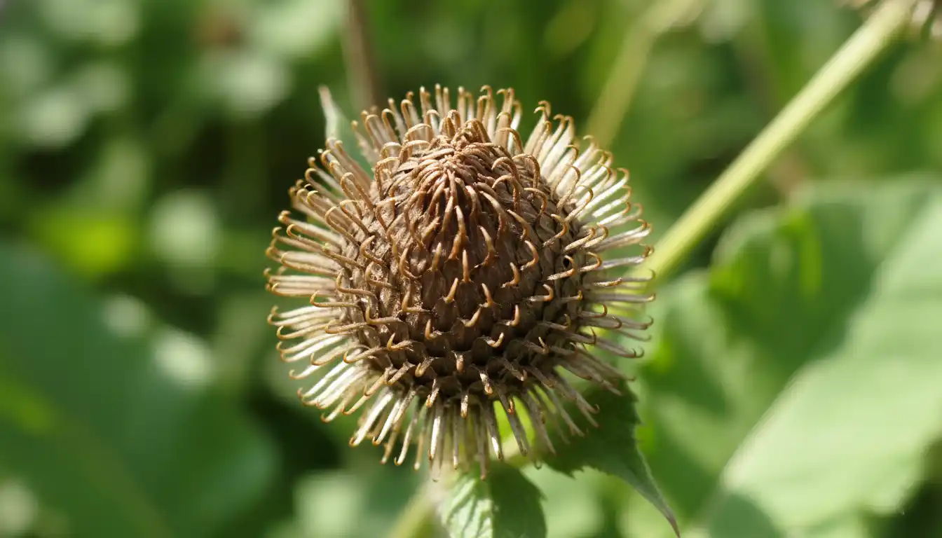 A close-up photograph of a single, round, brown burdock burr with hooked spines, isolated against a blurred green background.