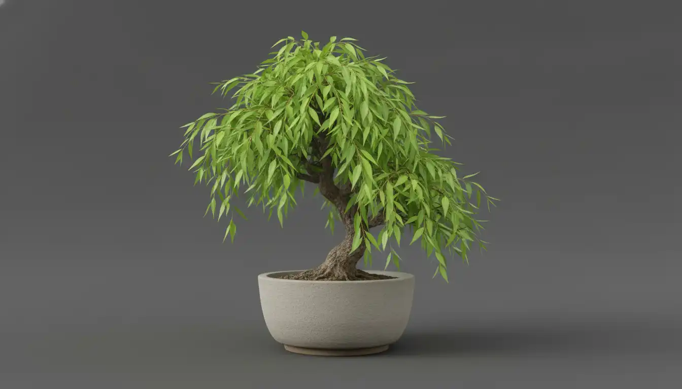 A weeping willow bonsai tree with delicate, cascading branches and vibrant green leaves, potted in a simple ceramic container on a plain, solid-colored surface.