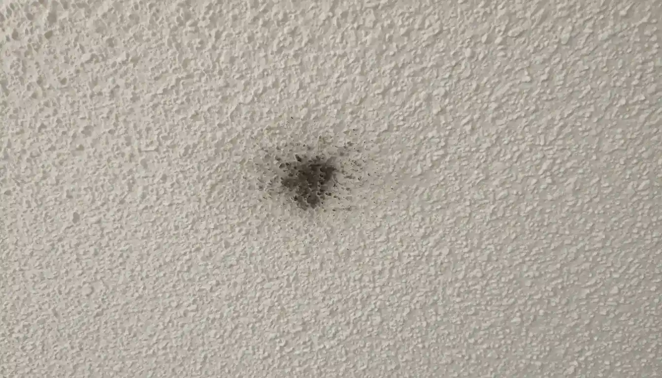 A close-up view of a textured white ceiling showing an unidentified dark spot near the center.